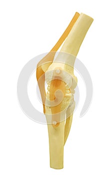 Plastic study model of a knee replacement clipping path.