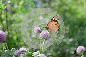 Plastic style imageâ€‹ -â€‹ Close up of Butterfly on Flower, Nature Background