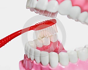 Plastic teeth and gum model and toothbrush