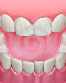 Plastic teeth and gum model and toothbrush