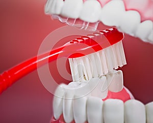 Plastic teeth and gum model and a toothbrush