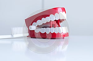 Plastic teeth models with toothbrush and toothpaste