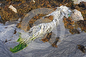 Plastic trash among bladder wrack seaweed on a sandy beach
