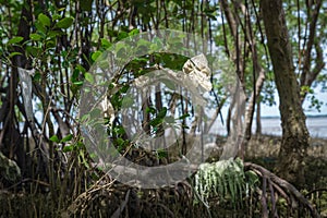 Plastic trash stuck to trees in mangrove forest photo