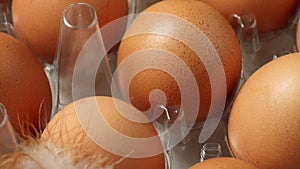 Plastic tray with fresh brown eggs and a chicken feather close up