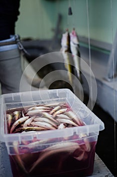 Plastic Tray full Tomcod in Bloody water.