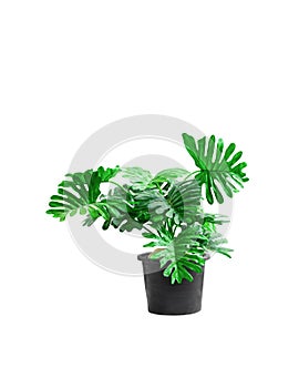 Plastic tree philodendron xanadu ornamental plants and green leaves jagged edge beautiful in pots black on white background