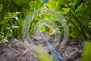 plastic tubing for irrigation of crops under the plants