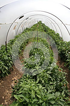 Plastic tunnel greenhouse