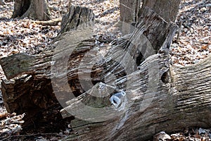 Plastic Water Bottle in Tree Trunk Hole