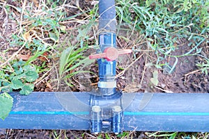 plastic water pipe for drip irrigation or water supply system for organic vegetable garden. A local farm.