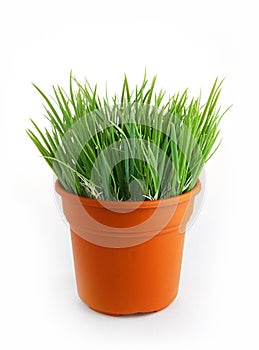 Plastic wheat grass