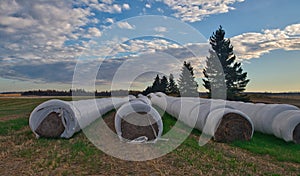 Plastic wrapped Hay bales staged out to dry