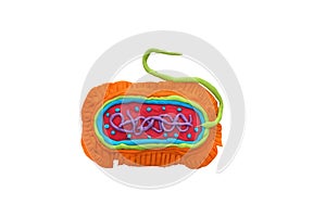 Plasticine eukaryotic cell isolated on white background with clipping path. photo