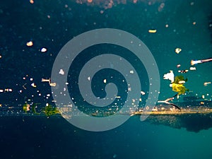 Plastics and trashes in sea making pollution