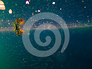 Plastics and trashes in sea making pollution