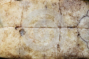 Plastron is the part of a tortoise or turtle shell at the underside