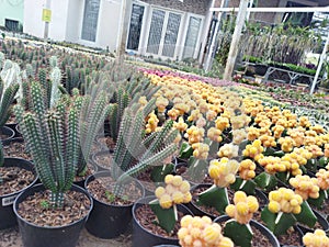 plat flower garden cactus photo