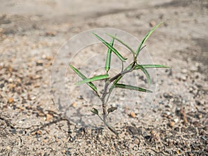 Plat growing on dry arid dirt ground.