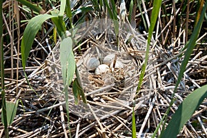 Platalea leucorodia ( eurasian spoonbill ) nest wi photo
