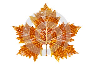 Platan autumn rufous wet leaf