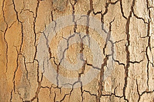 Platan bark