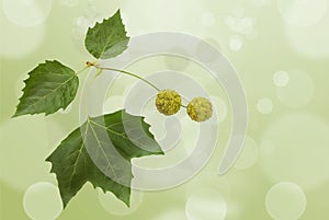 Platan leaf