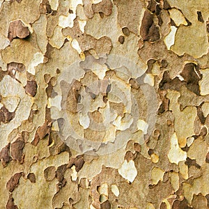 Platan tree bark