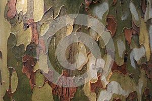 Platan tree bark