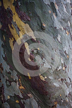 Platan tree bark