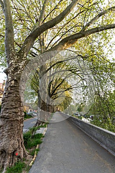 Platan trees in a line in Esztergom