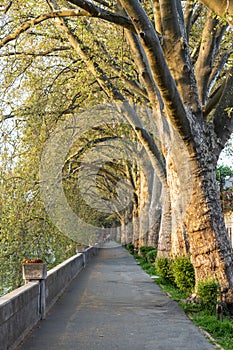 Platan trees in a line in Esztergom