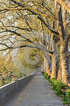 Platan trees in a line in Esztergom