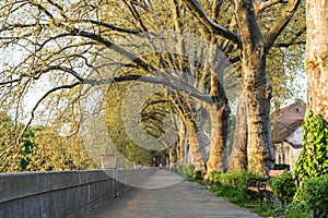 Platan trees in a line in Esztergom