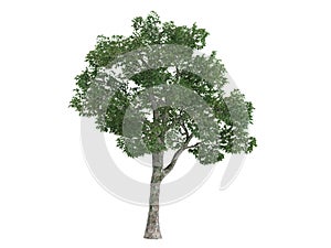 Platane_(Platanus)