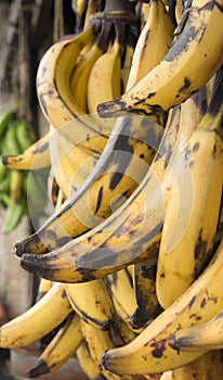 Platanos / Plantains photo