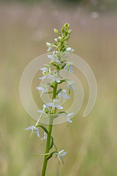 Platanthera bifolia white wild lesser butterfly-orchid flowers in bloom, beautiful meadow flowering orchids plants