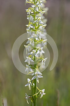 Platanthera bifolia white wild lesser butterfly-orchid flowers in bloom, beautiful meadow flowering orchids plants