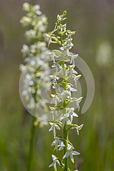 Platanthera bifolia white wild lesser butterfly-orchid flowers in bloom, beautiful meadow flowering orchids plants