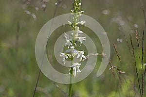 Platanthera bifolia white wild lesser butterfly-orchid flowers in bloom, beautiful meadow flowering orchids plants