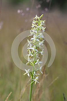 Platanthera bifolia white wild lesser butterfly-orchid flowers in bloom, beautiful meadow flowering orchids plants