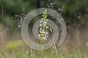 Platanthera bifolia white wild lesser butterfly-orchid flowers in bloom, beautiful meadow flowering orchids plants