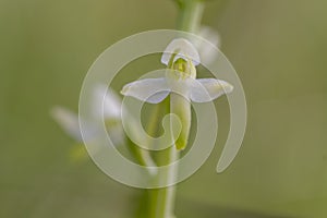 Platanthera bifolia white wild lesser butterfly-orchid flowers in bloom, beautiful meadow flowering orchids plants