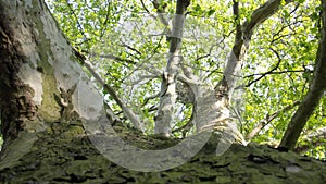 Platanus acerifolia photo