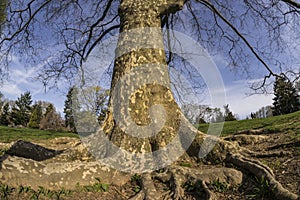 Platanus acerifolia, London plane tree