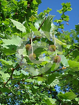 Platanus flowers