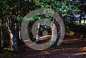 Platanus forest near Krushevo