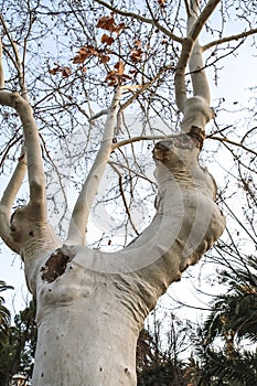 Platanus Hispanica tree in La Glorieta Park in the afternoon