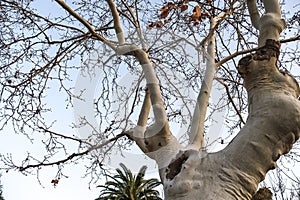Platanus Hispanica tree in La Glorieta Park in the afternoon