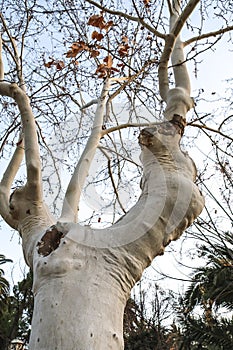 Platanus Hispanica tree in La Glorieta Park in the afternoon photo